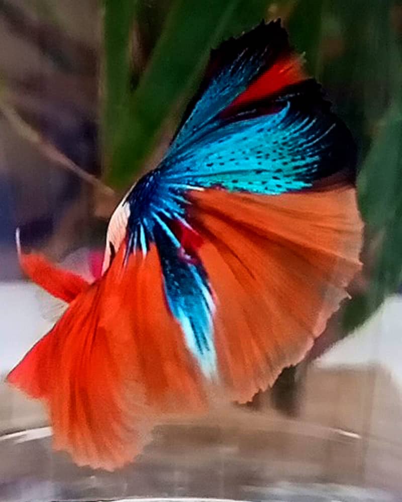 Stunning Galaxy Over Halfmoon Betta Male - Rare Coloration Betta Fish 3