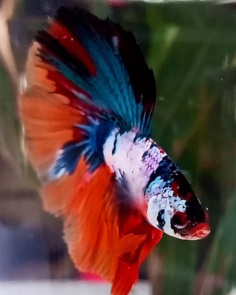 Stunning Galaxy Over Halfmoon Betta Male - Rare Coloration Betta Fish 4