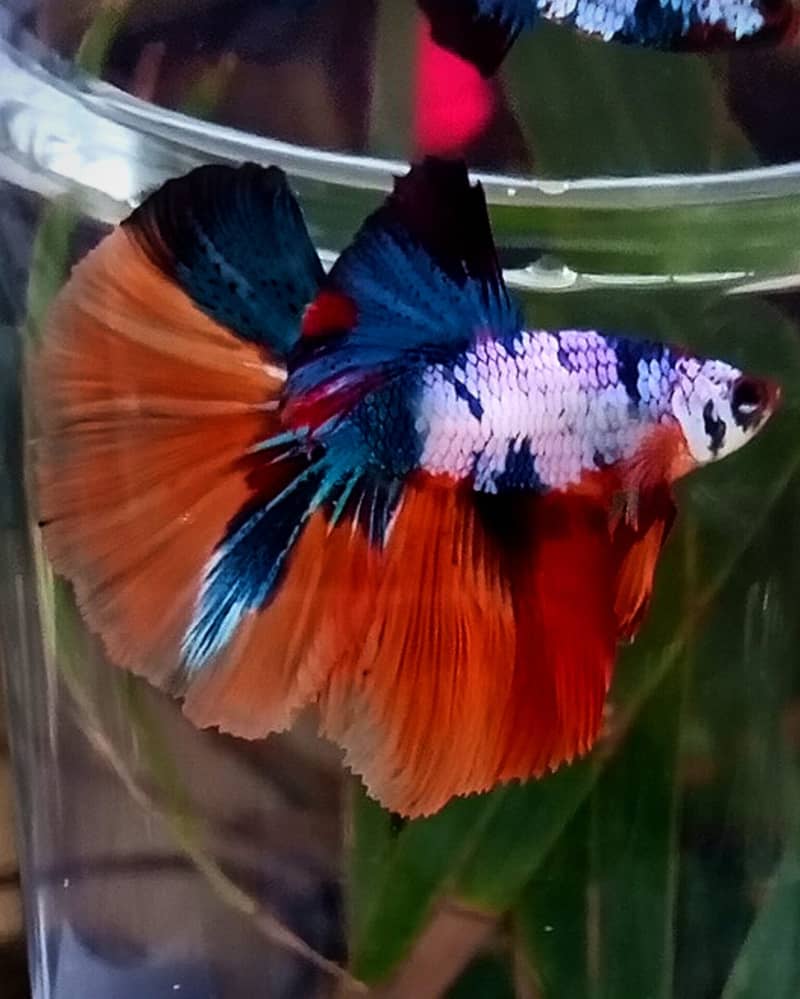 Stunning Galaxy Over Halfmoon Betta Male - Rare Coloration Betta Fish 5