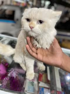 persian cat