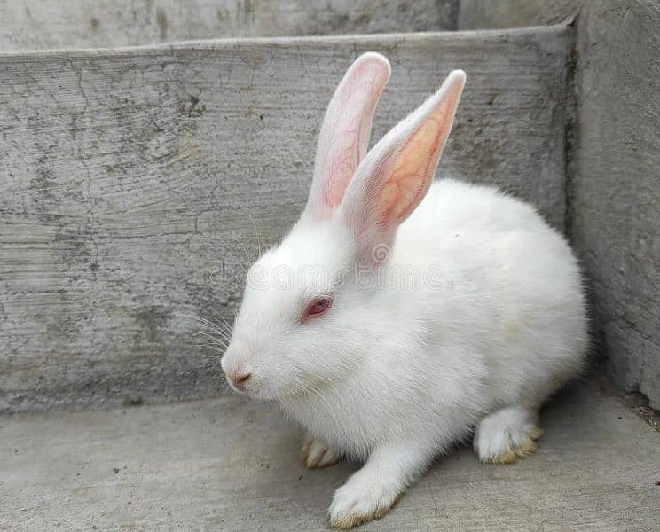 white rabbits pair 0