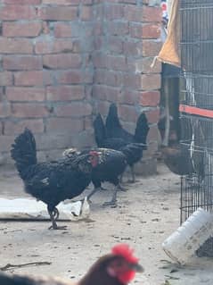 male female mix australorp or misri mix