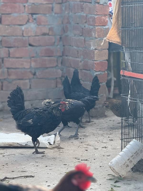 male female mix australorp or misri mix 0