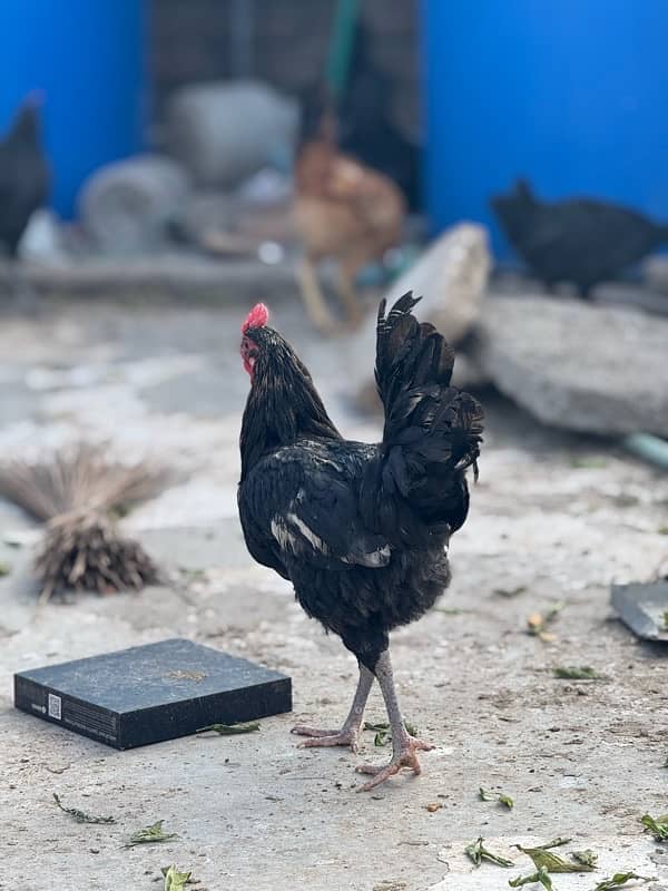 male female mix australorp or misri mix 1