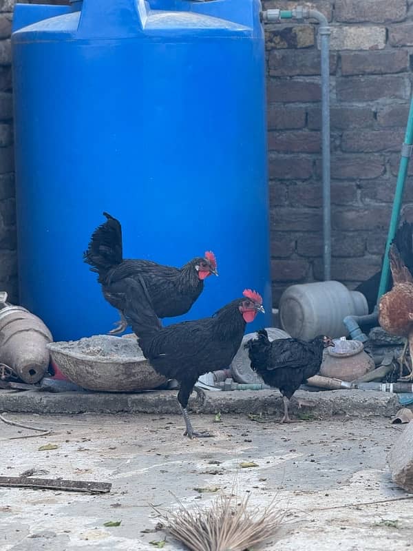 male female mix australorp or misri mix 2