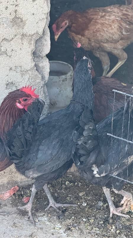 male female mix australorp or misri mix 3