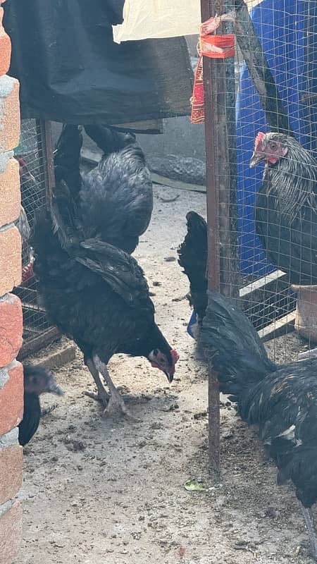 male female mix australorp or misri mix 4