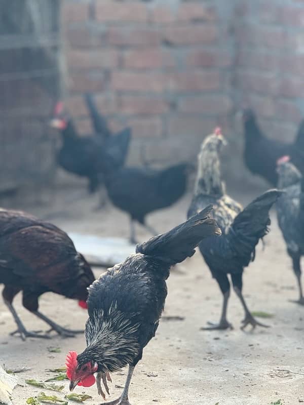 male female mix australorp or misri mix 5