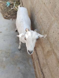 title value teddy goats for sale