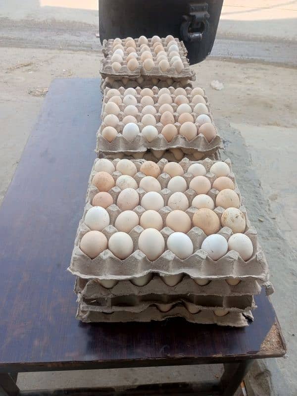 for sale desi Egg 3