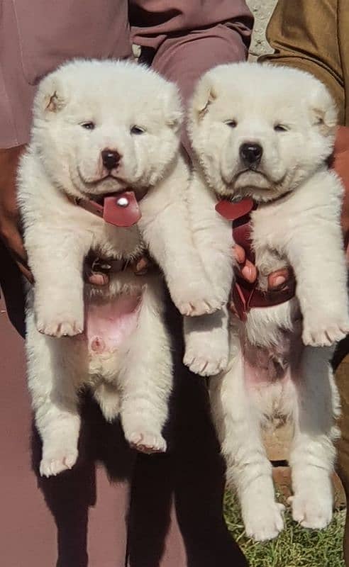 alabai dog pair 2 months for sale security dog 1