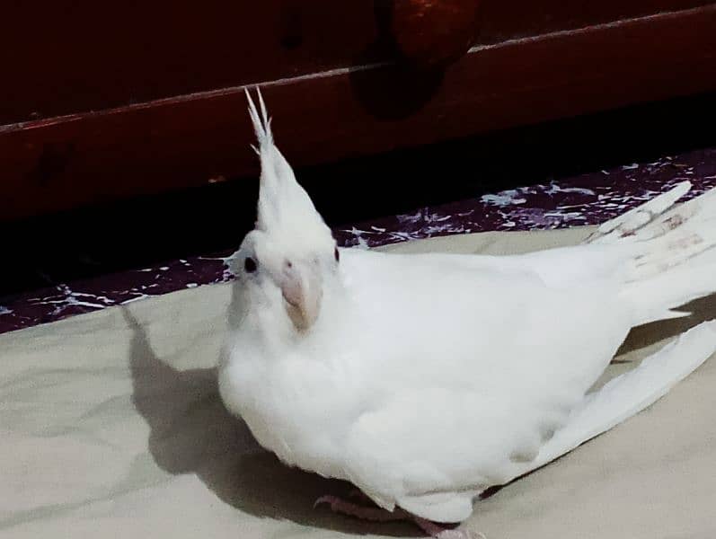 cockatiel 0