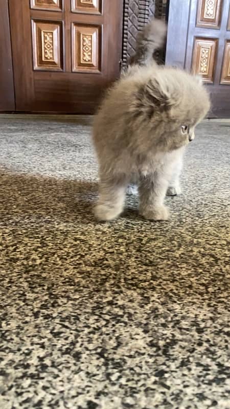 Persian triple coated male kitten 0