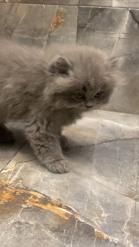 Persian triple coated male kitten 1