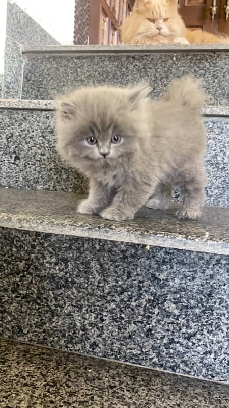 Persian triple coated male kitten 2