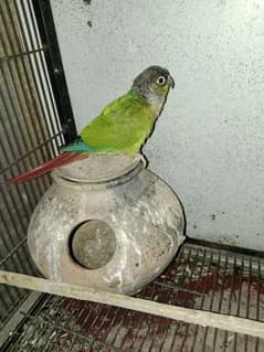 Green check Conure