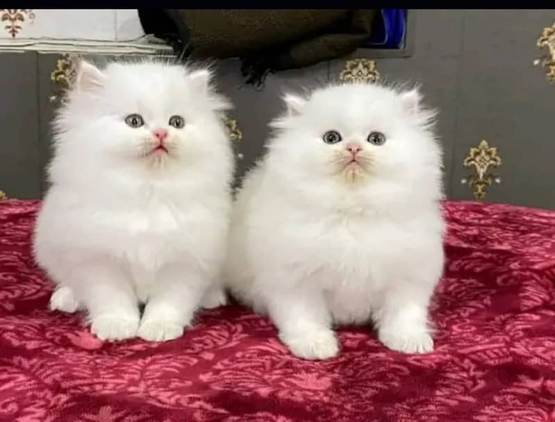 Persian cats/triple coated Persian cats/Persian kittens/punch face 2