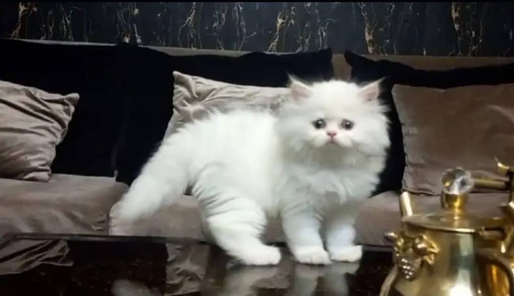 Persian cats/triple coated Persian cats/Persian kittens/punch face 3