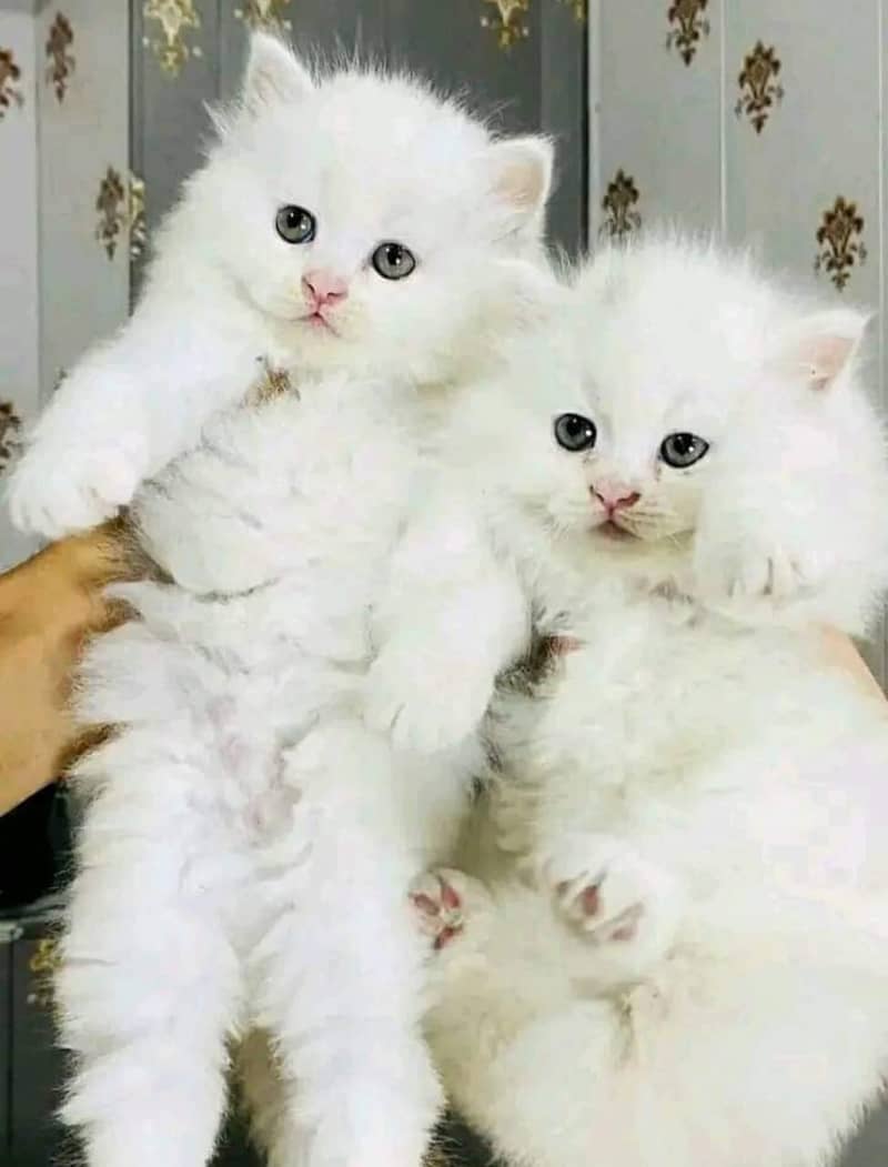 Persian cats/triple coated Persian cats/Persian kittens/punch face 6