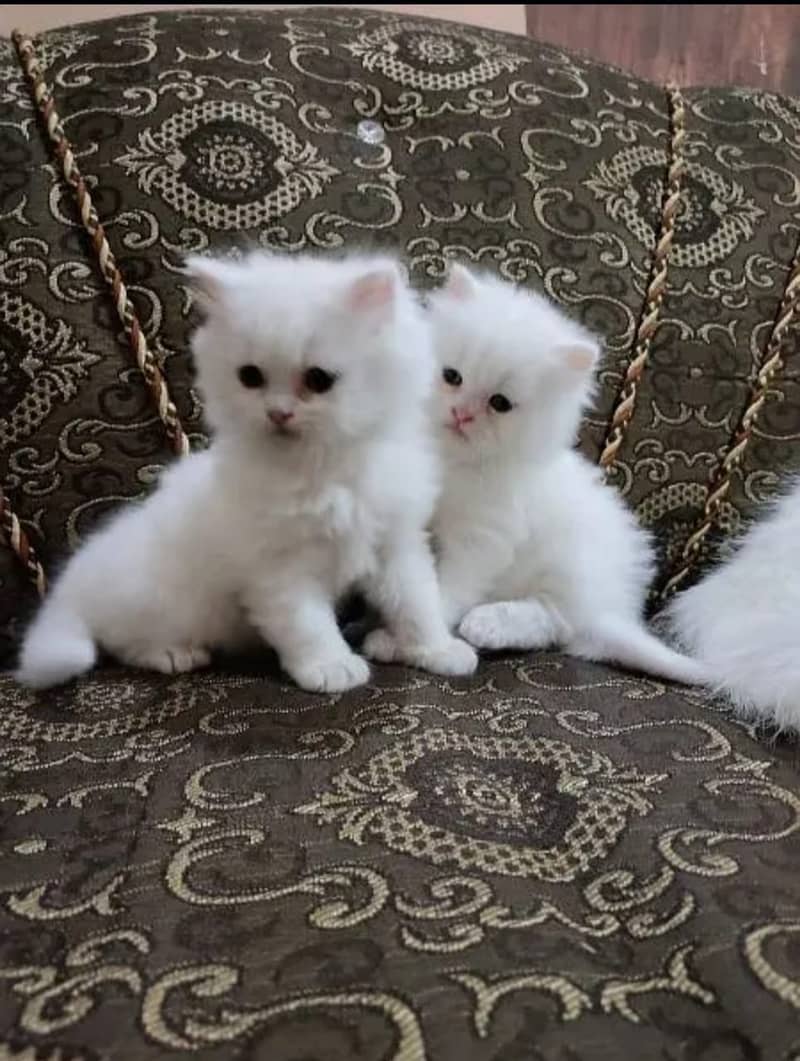 Persian cats/triple coated Persian cats/Persian kittens/punch face 7