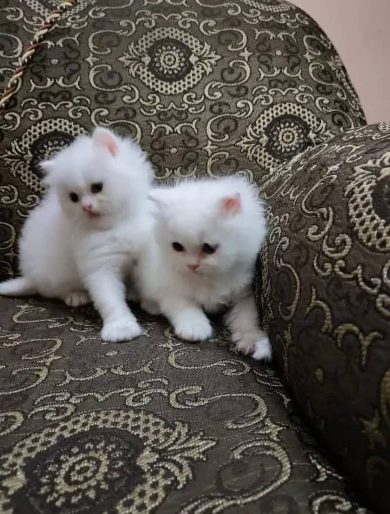 Persian cats/triple coated Persian cats/Persian kittens/punch face 8