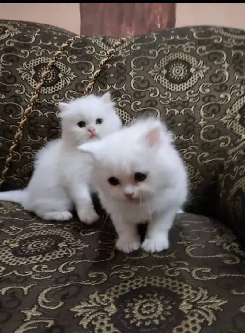 Persian cats/triple coated Persian cats/Persian kittens/punch face 9