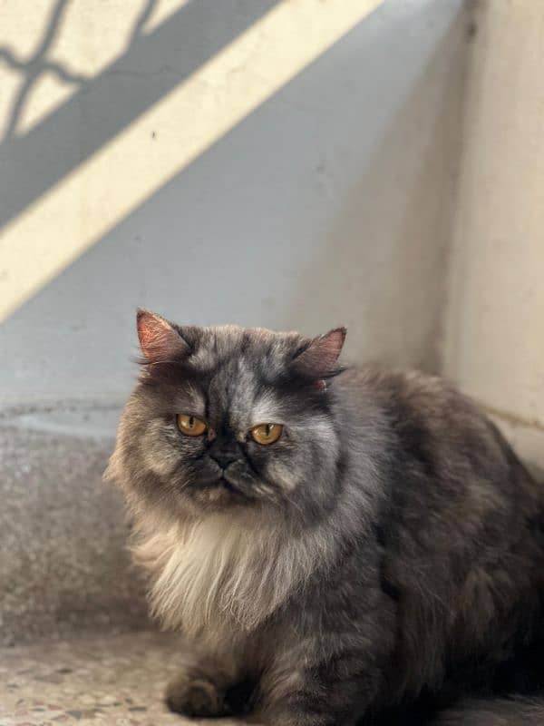 full punch face Persian cat triple coated vaccinated 3