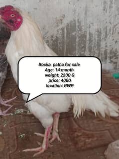 High Quality Boska Patha for sale.