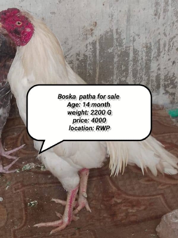 High Quality Boska Patha for sale. 0