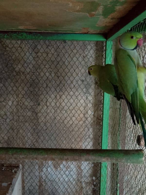 Green Parrots Breeding Pair Available for sale 0