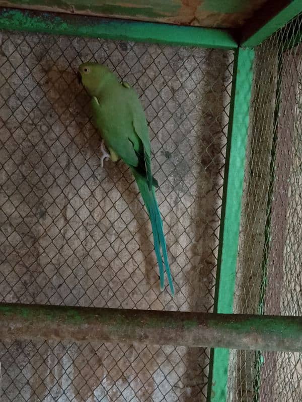 Green Parrots Breeding Pair Available for sale 2