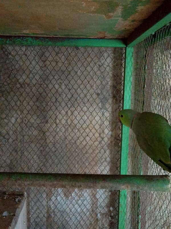 Green Parrots Breeding Pair Available for sale 3