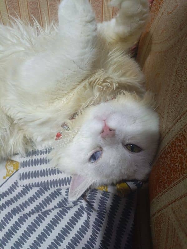 persian cat odd eyes double coated 1