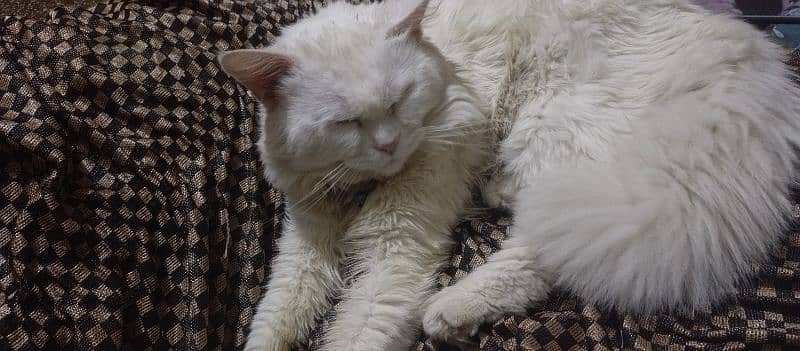 persian cat odd eyes double coated 5