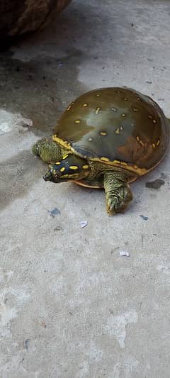 turtle kachwa