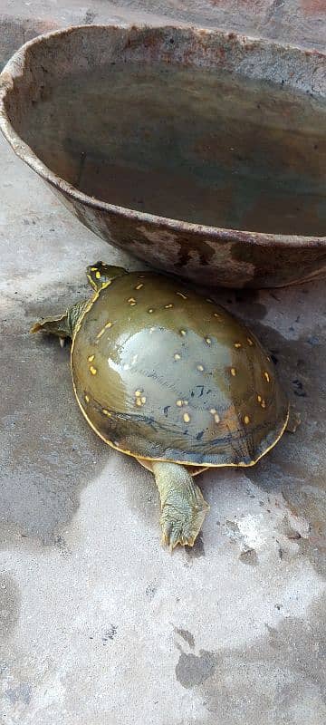 turtle kachwa 2