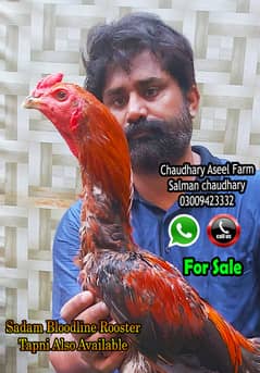 Sadam Bloodline Aseel Rooster Quality