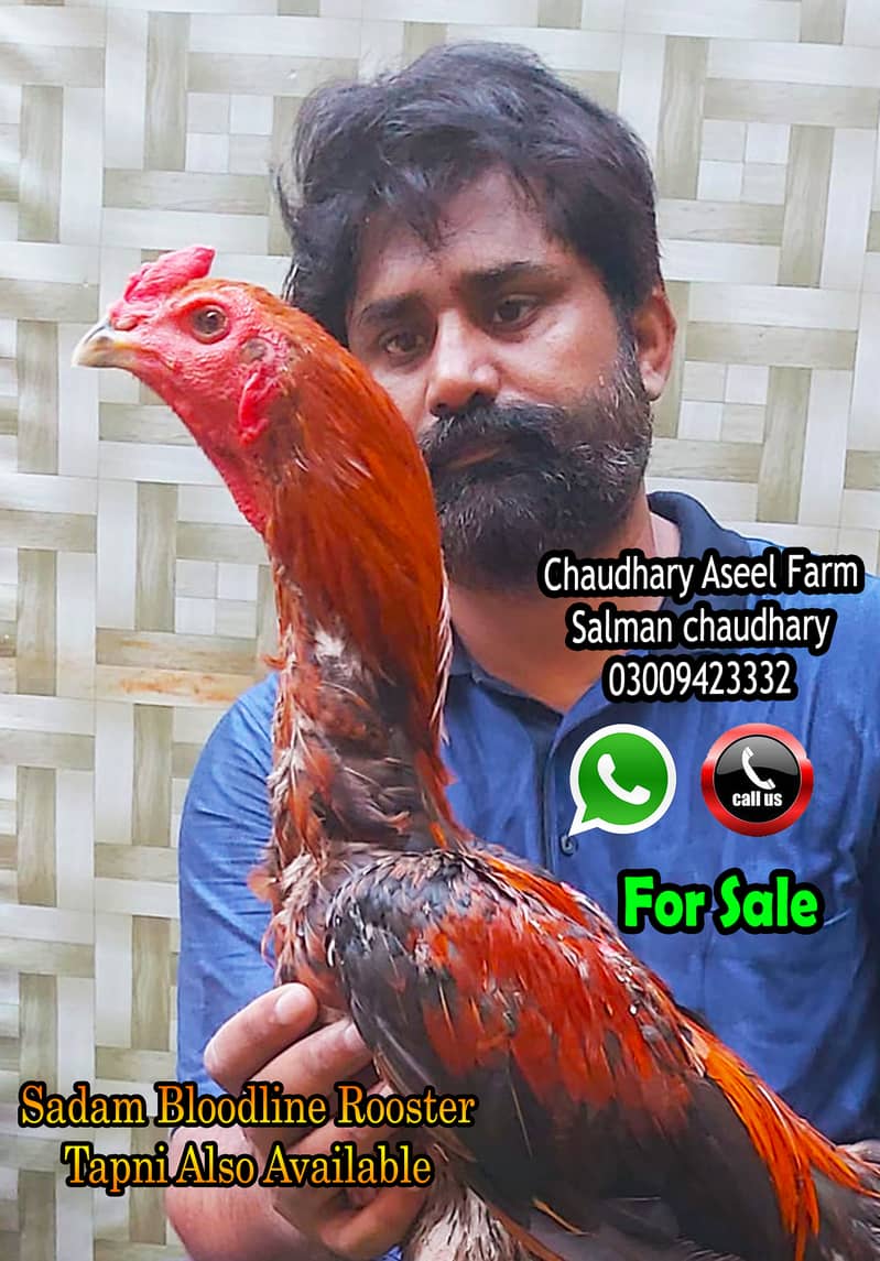 Sadam Bloodline Aseel Rooster Quality 0