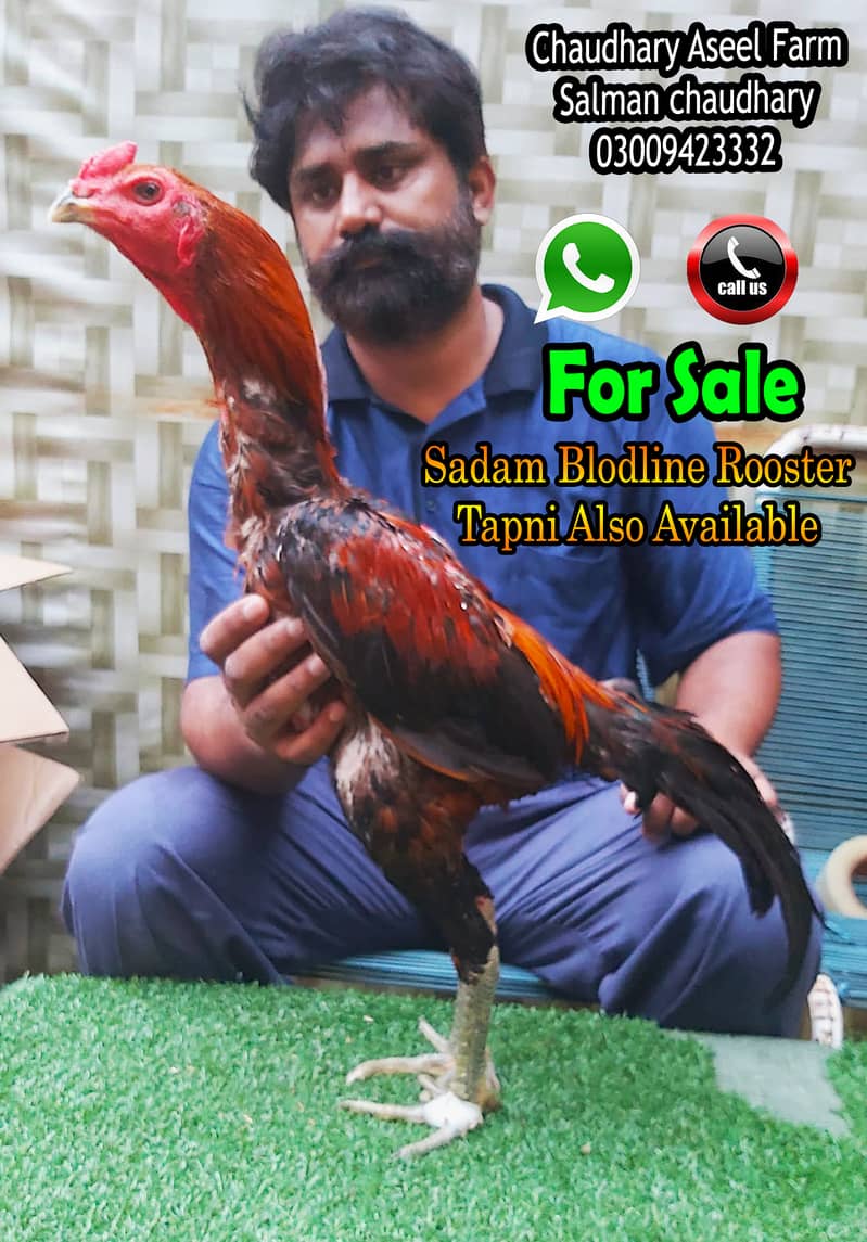 Sadam Bloodline Aseel Rooster Quality 1