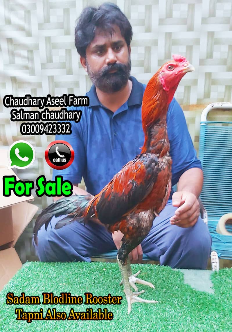 Sadam Bloodline Aseel Rooster Quality 2