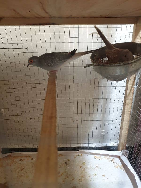 Dove Bleader pair For sale and Common white Coktail sale. 1