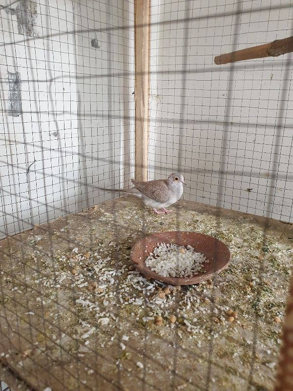 Dove Bleader pair For sale and Common white Coktail sale. 8