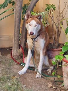 Siberian Husky Male