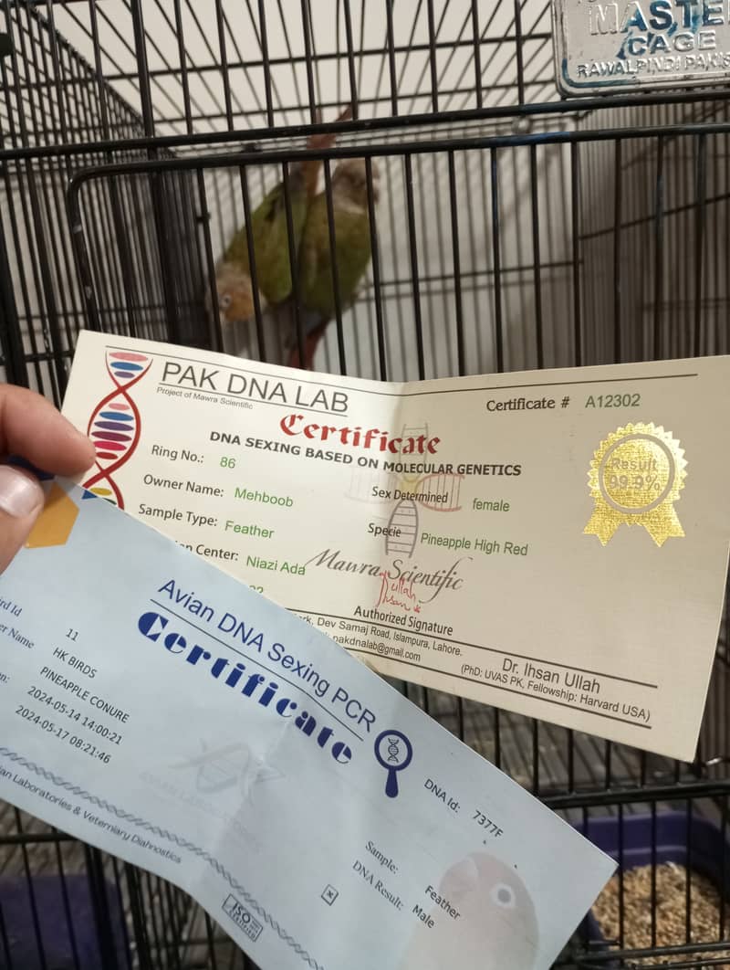 Pineapple Conure Breder Pair with Dna 0