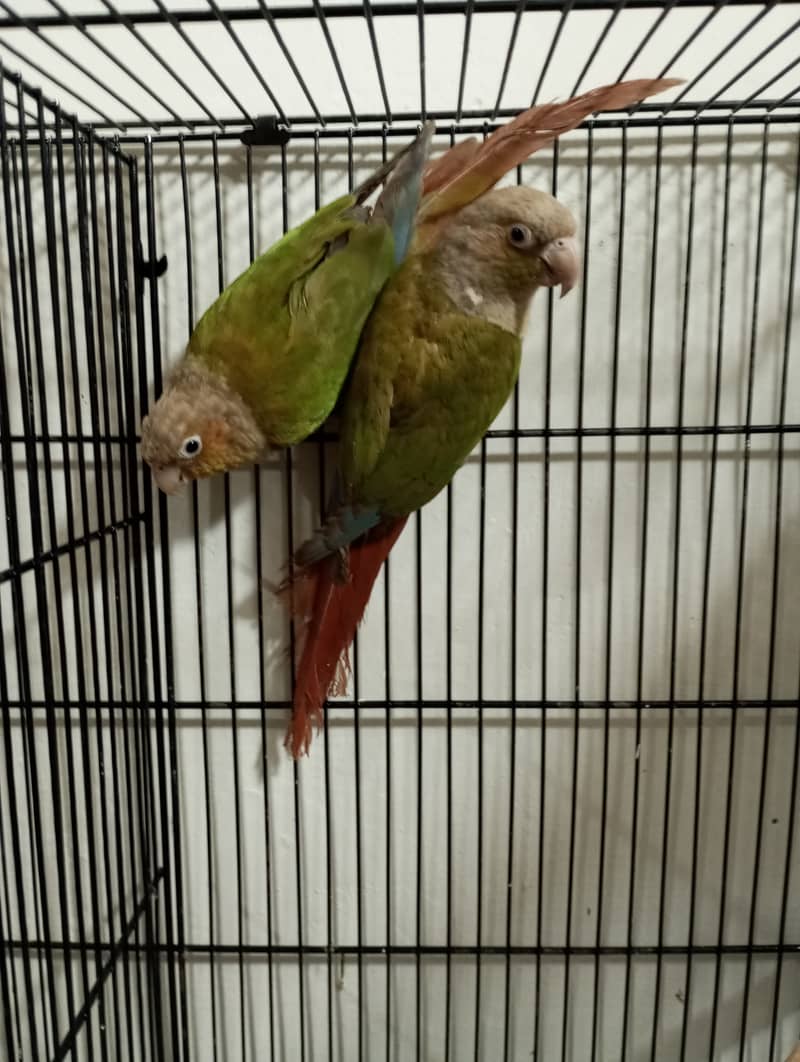 Pineapple Conure Breder Pair with Dna 1