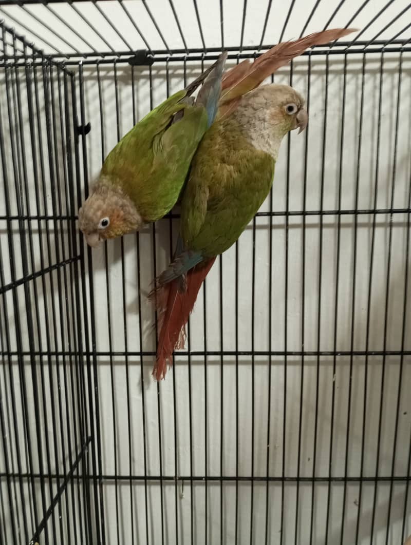 Pineapple Conure Breder Pair with Dna 2