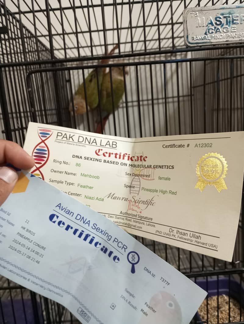 Pineapple Conure Breder Pair with Dna 3