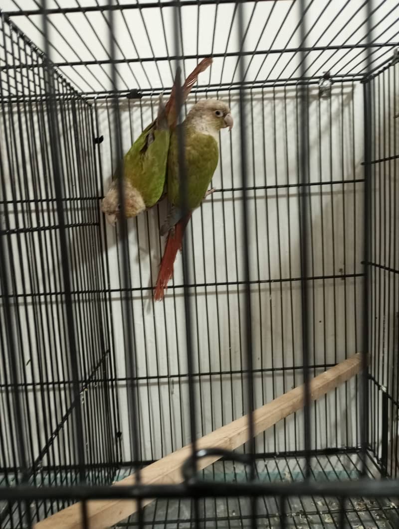 Pineapple Conure Breder Pair with Dna 4