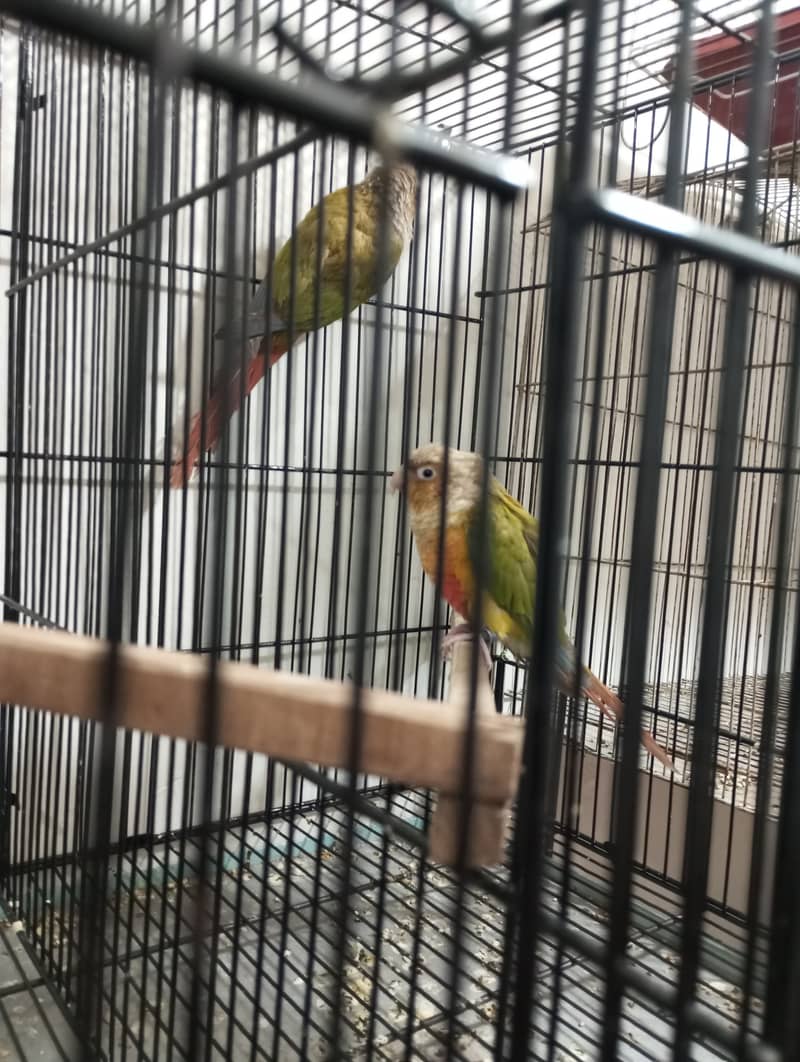 Pineapple Conure Breder Pair with Dna 5