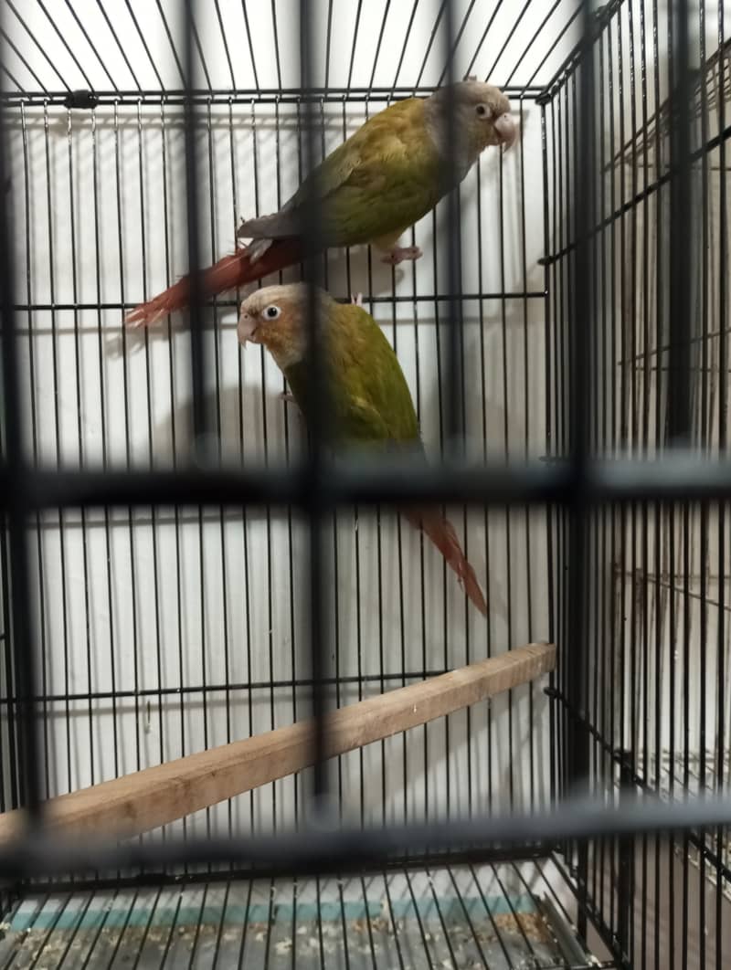 Pineapple Conure Breder Pair with Dna 6